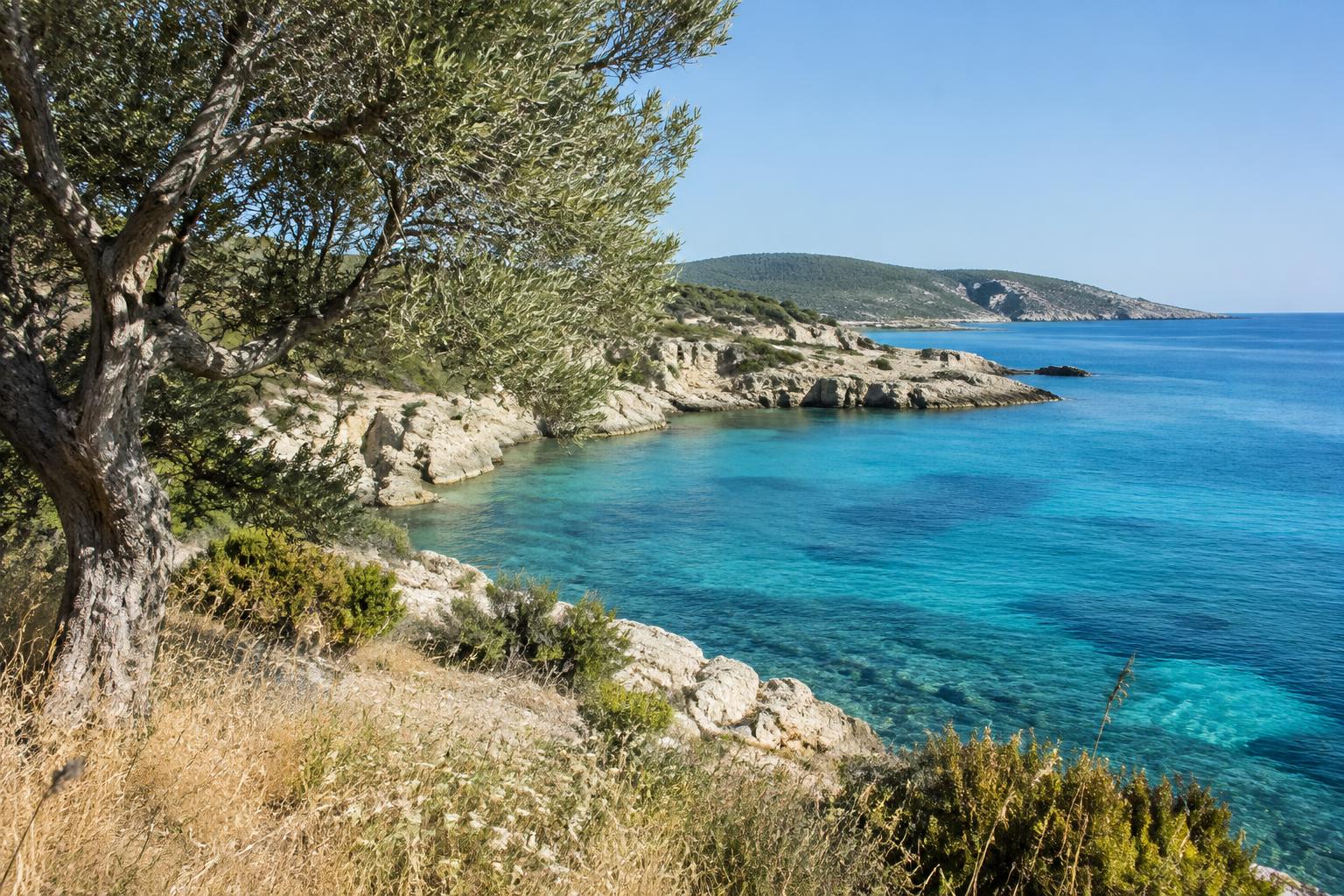 Paisaje mediterráneo ilustrativo con olivo y mar turquesa